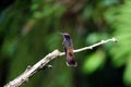 Brown Violetear Hummingbird at Asa Wright In Trinidad and Tobago Royalty Free Stock Photo