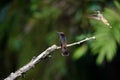 Brown Violetear Hummingbird at Asa Wright In Trinidad and Tobago Royalty Free Stock Photo