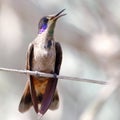 Brown Violetear Colibri delphinae perched on a branch over a brown background