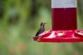 Brown Violetear Colibri delphinae