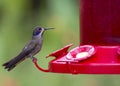 Brown Violetear Colibri delphinae