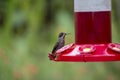 Brown Violetear Colibri delphinae Royalty Free Stock Photo