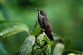 Brown Violetear Hummingbird at Asa Wright In Trinidad and Tobago Royalty Free Stock Photo