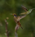 Brown Violetear Hummingbird Royalty Free Stock Photo