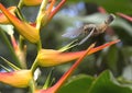Brown Violetear Hummingbird, Colibri delphinae Royalty Free Stock Photo