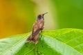 Brown Violetear Hummingbird (Colibri delphinae) Royalty Free Stock Photo