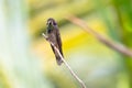 A Brown Violetear hummingbird perches on a small branch in the rainforest colorful background