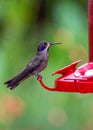 Brown Violetear Hummingbird (Colibri delphinae) spotted outdoors Royalty Free Stock Photo