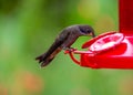 Brown Violetear Hummingbird (Colibri delphinae) spotted outdoors Royalty Free Stock Photo