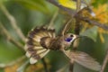 Brown Violetear Hummingbird in flight Royalty Free Stock Photo
