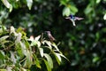 Brown Violetear and White necked Jacobin Hummingbird at Asa Wright In Trinidad and Tobago