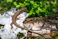 Brown Viviparous lizard Zootoca vivipara climbed on a white tree bark, camouflaged near the tree`s brown root and green leaves. Royalty Free Stock Photo