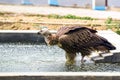 Brown Vulture Drinking Water From a Concrete Pool At an Outdoor Construction Site Royalty Free Stock Photo