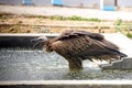Brown Vulture Drinking Water From a Concrete Pool At an Outdoor Construction Site Royalty Free Stock Photo