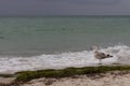 Brown walking seagull against storm on sea. Wild birds concept. Seagull on sand beach in hurricane day. Royalty Free Stock Photo