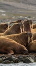 Brown Walruses Resting on Rocky Arctic Shore Royalty Free Stock Photo
