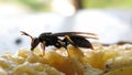 Brown Wasp
