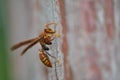 Brown wasp perching on wooden post