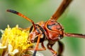 Brown wasp pollinating Mexican daisy flower or tridax procumbens