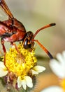 Brown wasp pollinating Mexican daisy flower or tridax procumbens