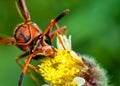 Brown wasp pollinating Mexican daisy flower or tridax procumbens