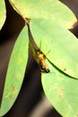 Brown wasp sitting on a green leaf, Nosy Komba, Madagascar