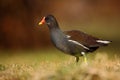 Brown water bird with yellow and red bill Common Moorhen, Porphyrio martinicus, walking in the grass Royalty Free Stock Photo