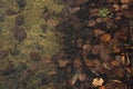 Brown water surface with autumn leaves from above Royalty Free Stock Photo