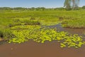 Brown Waters and Green Lily Pads Royalty Free Stock Photo