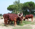 Brown Watusi bull in the wild park Natura Viva, Bussolengo, Italy