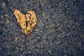 Brown weathered heart-shaped leaf on asphalt
