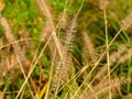 Brown weed in autumn season with soft green grassy background