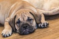 Ca de Bou Mallorquin Mastiff puppy dog Royalty Free Stock Photo