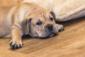 Ca de Bou Mallorquin Mastiff puppy dog Royalty Free Stock Photo