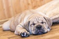 Ca de Bou Mallorquin Mastiff puppy dog Royalty Free Stock Photo