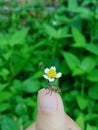 Brown weevil on finger Royalty Free Stock Photo