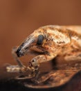 Brown weevil Lixus concavus Royalty Free Stock Photo