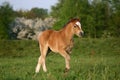 Brown welsh pony foal Royalty Free Stock Photo