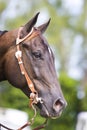 Brown western horse portrait Royalty Free Stock Photo