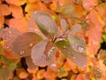 brown wet birchleaf in the autumn garden