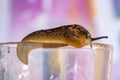 Brown wet clam slug crawling on a glass beaker and secreting mucus. A large slippery snail without a shell indoors Royalty Free Stock Photo