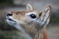 Brown wet deer at the Zoo.