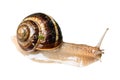 Brown wet live snail cutout on white