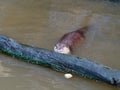 Otter hunting and eating fish nearby a log in the pond Royalty Free Stock Photo