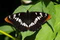 Brown and White Admiral Butterfly Close up Royalty Free Stock Photo