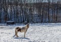 Brown and white American paint horse on the sunlit snowy valley, deciduous trees background