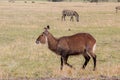 animal posing with a black and white zebra in the background in the serengeti Royalty Free Stock Photo