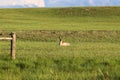 A brown and white antelope laying on top of a lush green field Royalty Free Stock Photo