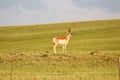 A brown and white antelope standing on top of a lush green field Royalty Free Stock Photo