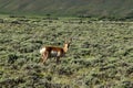 A brown and white antelope standing on top of a lush green field Royalty Free Stock Photo